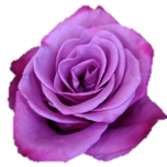 Violet Hills Rose d'Equateur Ethiflora